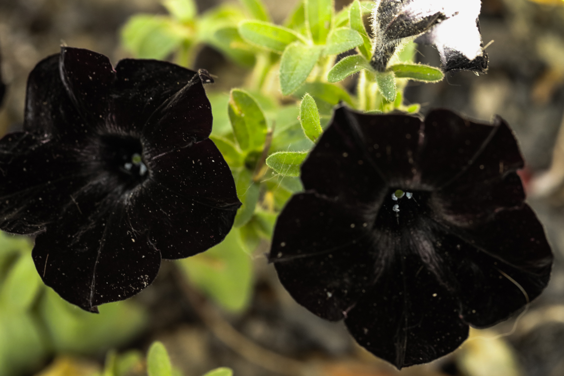 black flower.jpg