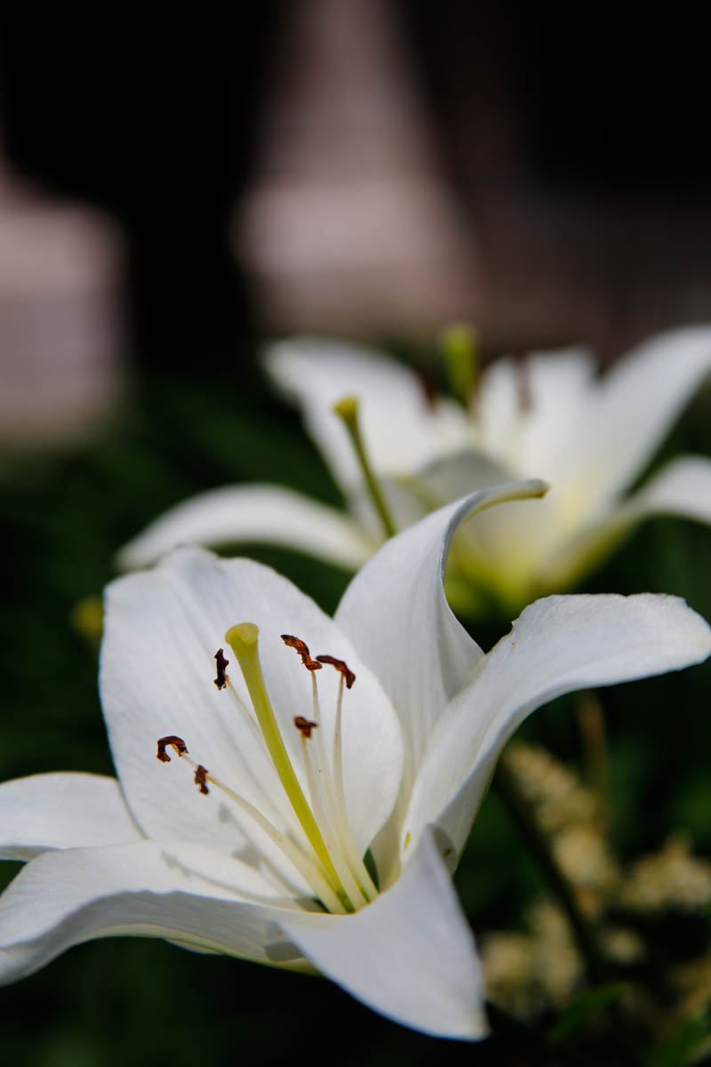 20170622-white-lily.jpg